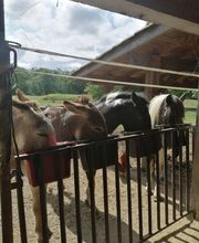 Cidrerie El Sitio image 14