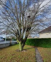 Léger Nicolas image 1