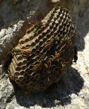 LM Nuisibles image 3