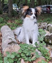 L'ETOILE D'OURALE image 1