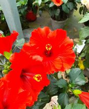 Marty Fleurs image 8