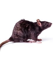 Ecola Termite and Pest Control Services image 5