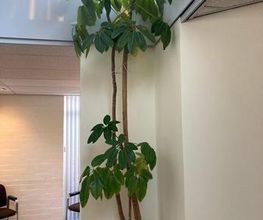 De bananenplant bij Fysiotherapie Goes