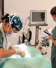 Kleintierpraxis am Obersee GmbH Bild 13