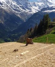 Garten Ideal GmbH Bild 6