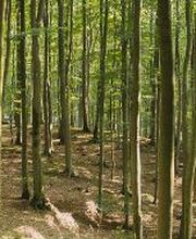 FriedWald Grevesmühlen Bild 1