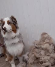 Hundesalon Farah Bild 3