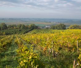 Terre de l'Élu image 7