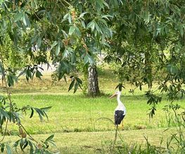 Camping du Moulin image 2