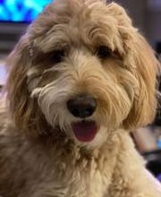 Parkwood Animal Hospital & Boarding image 2