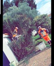 Renard Dianni image 16