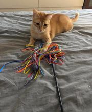 Mélanie Berquet Comportementaliste Félin image 1