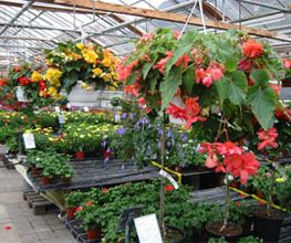 Rodigari Gartencenter Bild 5
