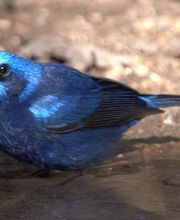 Alamo Inn B&B, Gear & Tours image 15