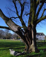 Arborée conseil Thouron image 1