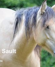 Birkenhof Pferdepension Bild 8