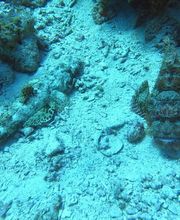 Dive X Egypt Bild 14