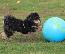 Hundeschule CaniSpirit Bild 3