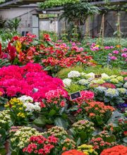 Fleurs Stempfler image 9