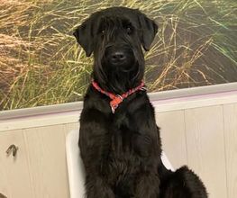 Hundesalon Farah Bild 14