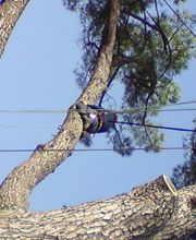 Rivolet Area image 1