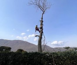 Carlo Bagutti Giardiniere Bild 8