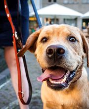 Hundecoach Melly- Mobil & Individuell Bild 4