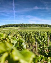 Maison Louis Latour image 7