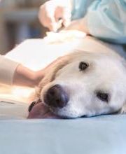 Centro Médico Veterinario Los Álamos imagen 4