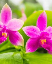 Orchidable di Andrea Martina Bild 10