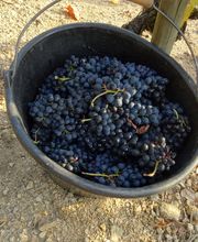 Domaine Blachon image 9