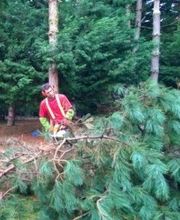 Arbres Services 44 SARL image 1