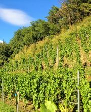 Kellerei Drei Eichen Bild 5