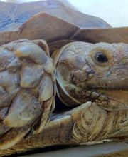 Reptiland image 8