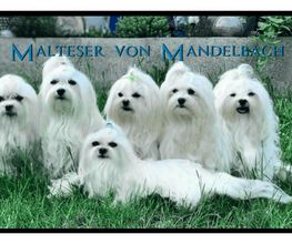 Malteser von Mandelbach Bild 1
