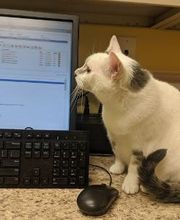 Southern Paws Animal Hospital image 18