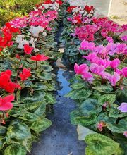 Cooperative Agricole Ciota image 1