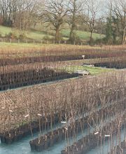 Olipalm pépiniére image 14