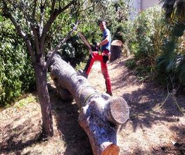 Bertho jardin image 1