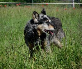 Chiens Zen image 8