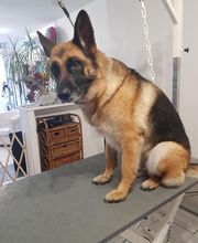 Chadog Toilettage image 8