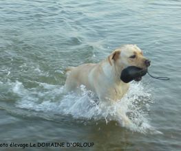 Chiens Zen image 12