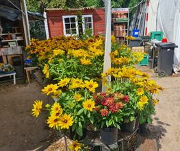 Ingo Salzmann Blumen und Mehr Bild 11