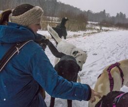 MEHR Hundeschule Bild 20