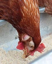 ANIMOTOPIA PLOUIGNEAU image 8