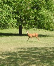 Champagne Cellier et Fils image 3