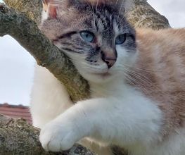 La Colo Des Cats Pattes image 3