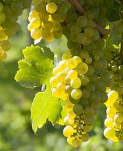 GRANAVIÑA SL imagen 1