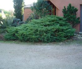 Arbroservice image 9