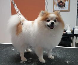 Chien Beauté image 6